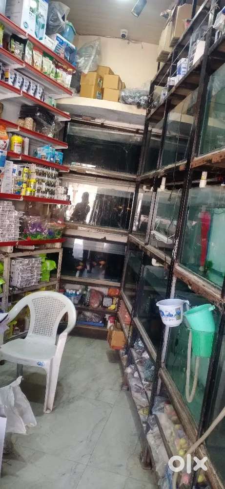 Hard working boy required for aquarium shop