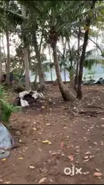 10 cents waterfront land at kandanad, Kothad suitable for homestay.