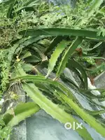 Pink dragon fruit plant stem