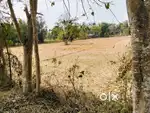 Maddy patta land