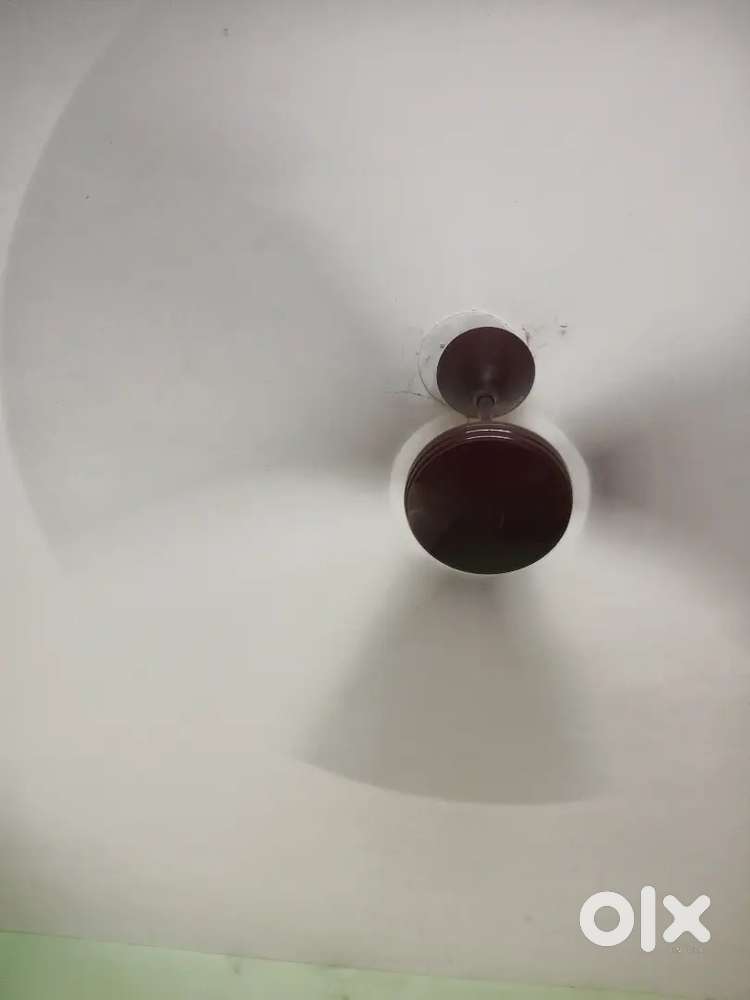 Diwalipura area 1 bhk rent