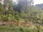 20 CENT HOUSE PLOT FOR SALE IN MANANTHAVADY