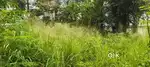 6.250 CENTS PRIME RESIDENTIAL PLOT FOR SALE NEAR MANNANTHALA