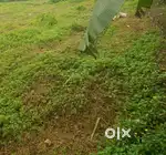 14 സെന്റ് സ്ഥലം വില്പനക്ക്