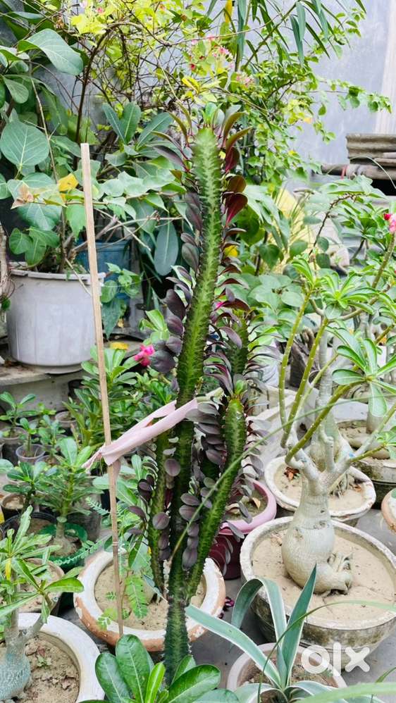 Plants and cactus