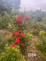 Need watchman with family/single at farmhouse