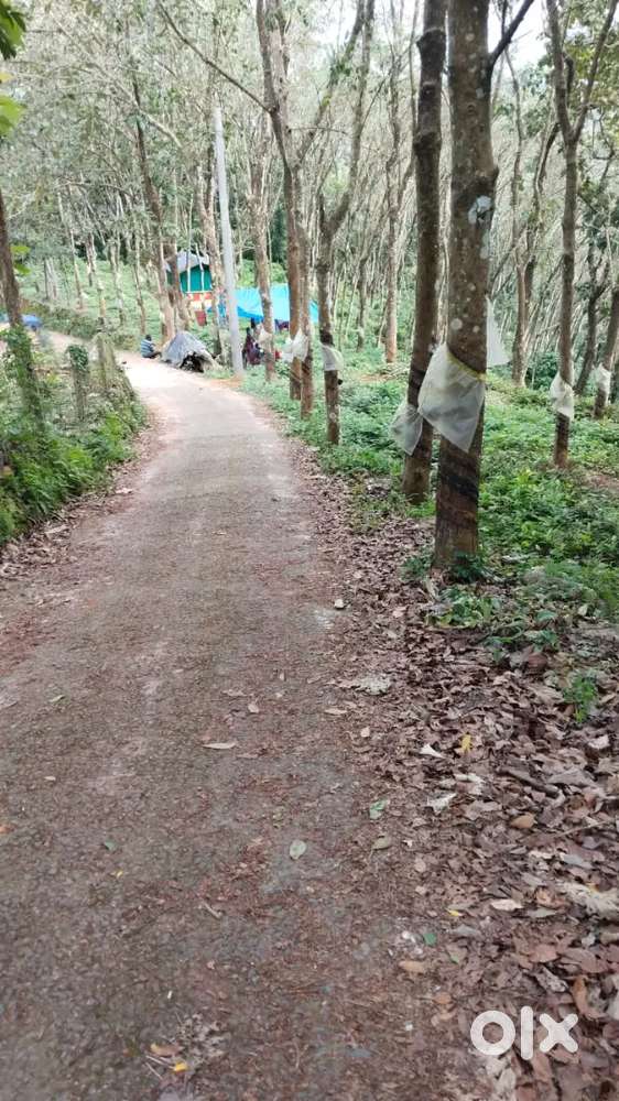 മരങ്ങാട്ടുപിള്ളിക്ക് സമീപം റബ്ബർ തോട്ടം