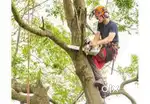 Tree cutting