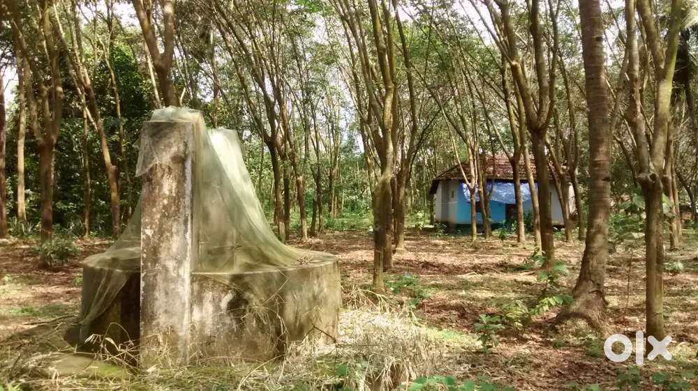 Land for Sale in Karungappally - 82 Cent Orginal Land - Patharam area