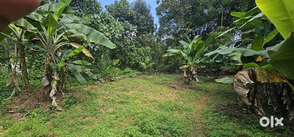 Plot for sale nearest kottamury changanacherry