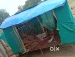 Big cage for dogs birds hens all etc