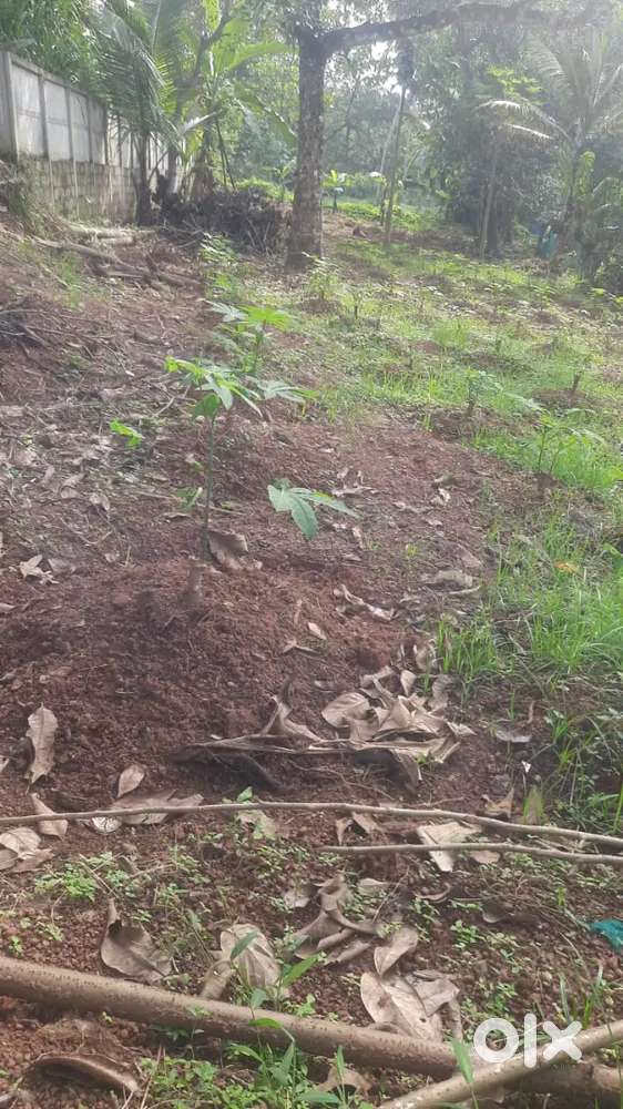 12.5 സെന്റ് വില്പനയിക്കു