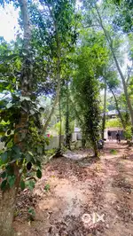 36 CENT LAND FOR SALE NEAR ATTINGAL MAMOM