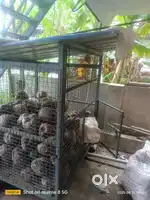 Very strong cage