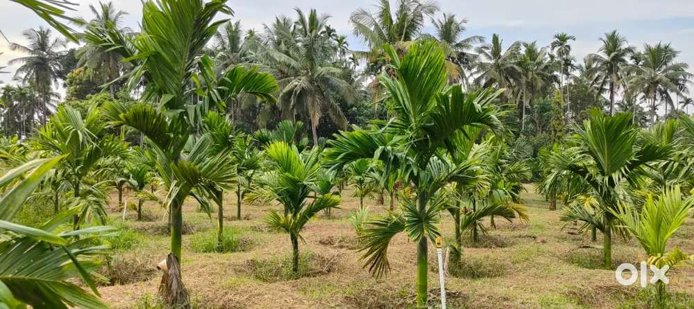 1.25 acre farm land for sale in Karkala.plus 25 cents kumki.