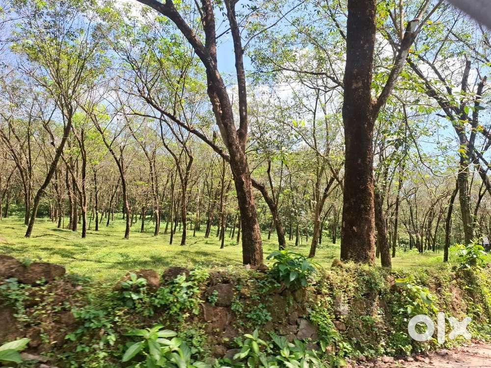 50 ACRE Land for sale near Angamaly Mookkannoor, Near FISAT