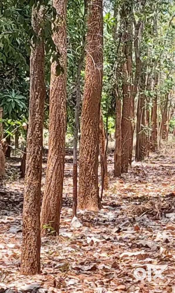 1acer Agriculture land for sale