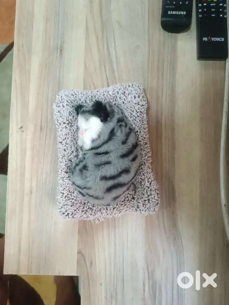 soft toy cat