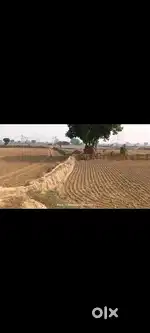 Khasra no 309,5 bhigha agricultural land