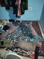 Bachelor need 1 guys for sharing room