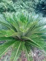 Sago palm plans