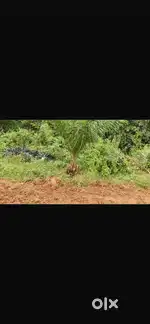 Agriculture Palm Oil Land for Sales