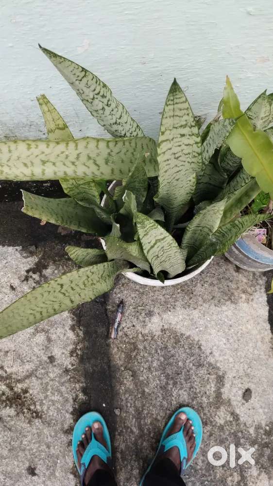 Snake plants for sale