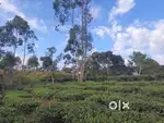 Plot for Resorts