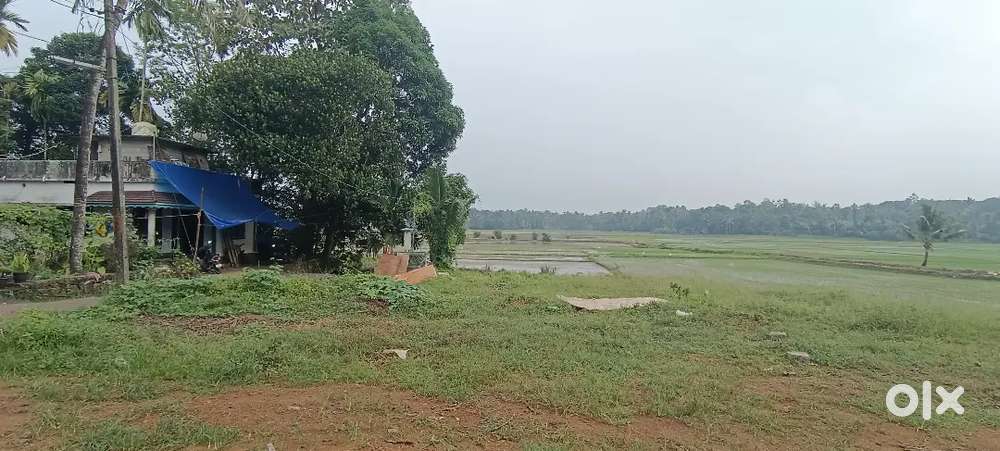 കൊച്ചിൻ എയർപോർട്ടിന് അടുത്തായി 15 സെൻ്റ് റിസോർട്ട് ന് പറ്റിയ ഭൂമി.