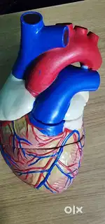 Human Heart Model, Anatomical Heart Structures (Rare Art piece)