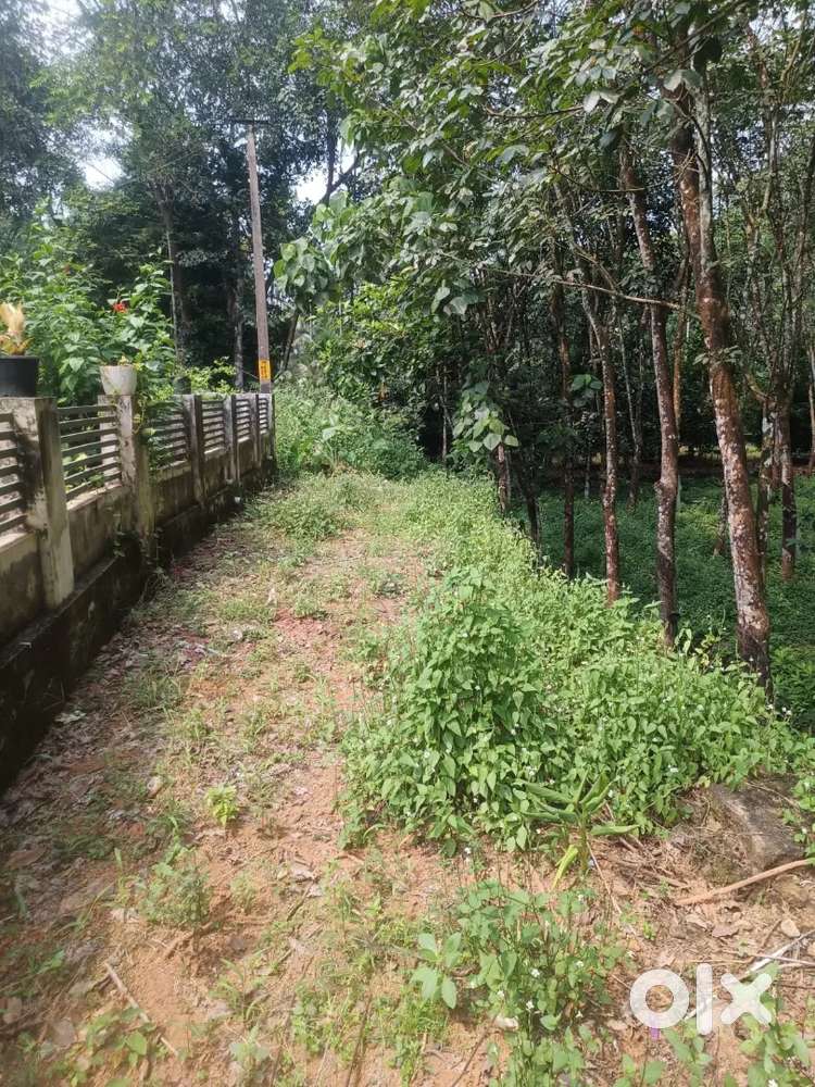 10 cent square plot at Avoly Vazhakulam