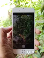 Iphone 7 plus / 256gb storage / batery 100