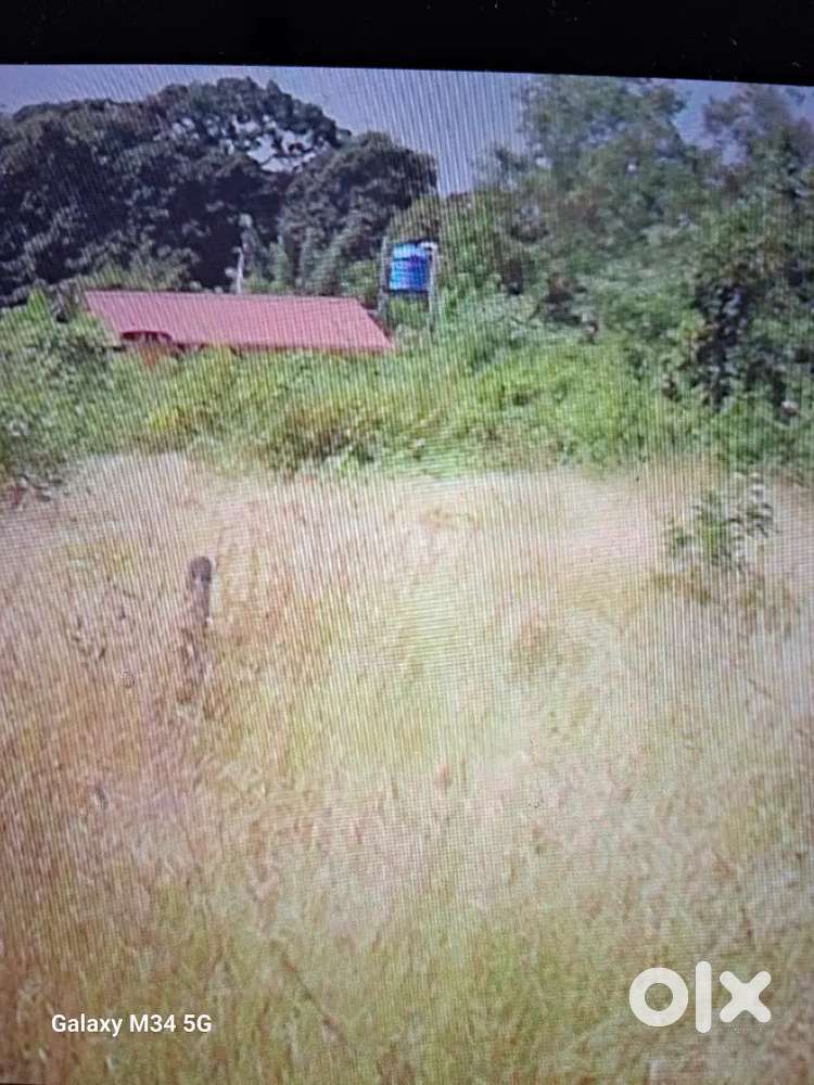 Orchard land for sale