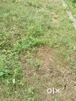 Double raste ka plote