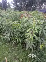 দক্ষিণ দত্তপাড়া, হরিণঘাটার পাশে ১০ কাঠা জমি বিক্রয় হবে