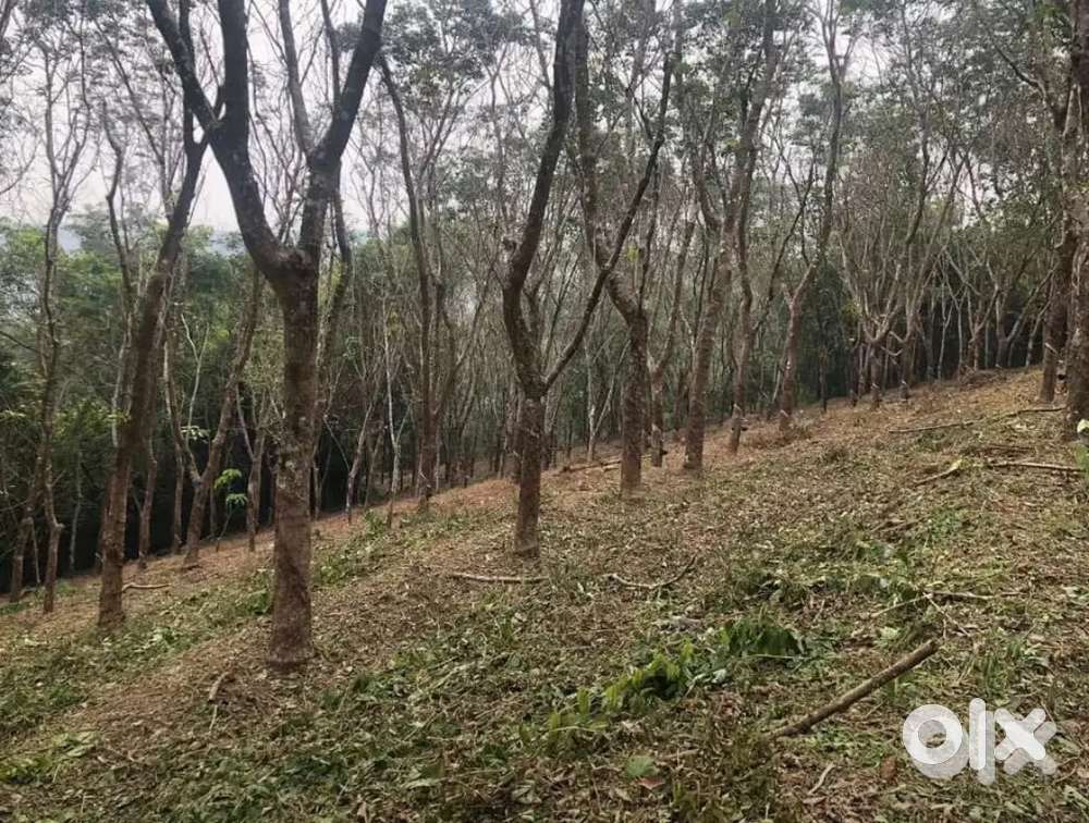 1.25 acre rubber plot for sale