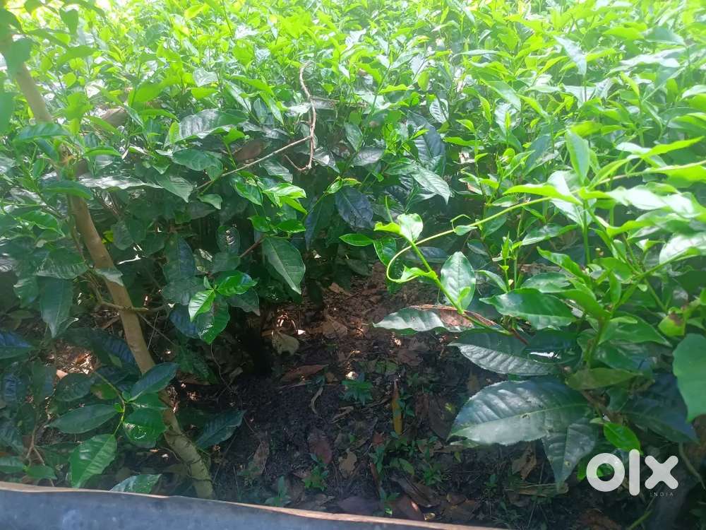 Tea Garden