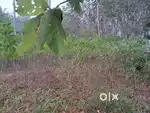 Land for sale as whole or in plots