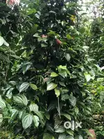 2.45 acre land and house for sale