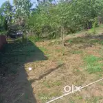 14 CENT LAND - PAYYANUR-KOROM. Residential land