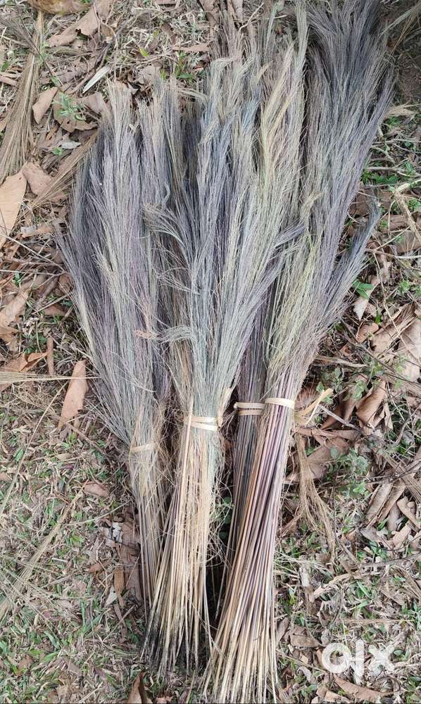 Fresh Broom Grass For Sale!