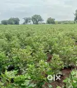 4 acre agriculture land