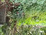 Residential plot for sale at Sreekariyam Trivandrum