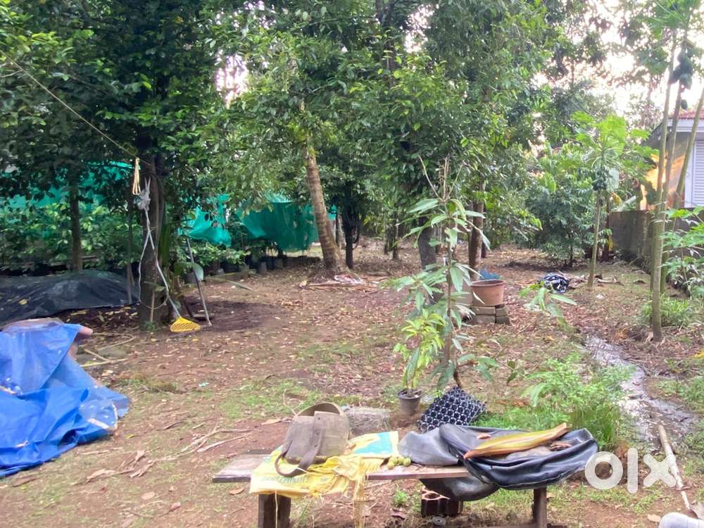 10 CENT LAND FOR SALE NEAR COCHIN INTERNATIONAL AIRPORT