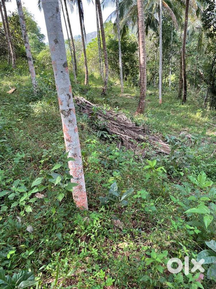 45 cents plot near Kannur Airport suitable for hotels or apartments