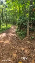 പ്ലോട്ട് for sale 33 സെന്റ്. 150000 per cent