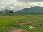 Pitala chhako