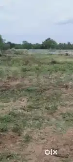(MAWANA TAHSIL) 100 BIGHA BEST LOCATION LAND ONLY 17 LAKH PER BIGHA