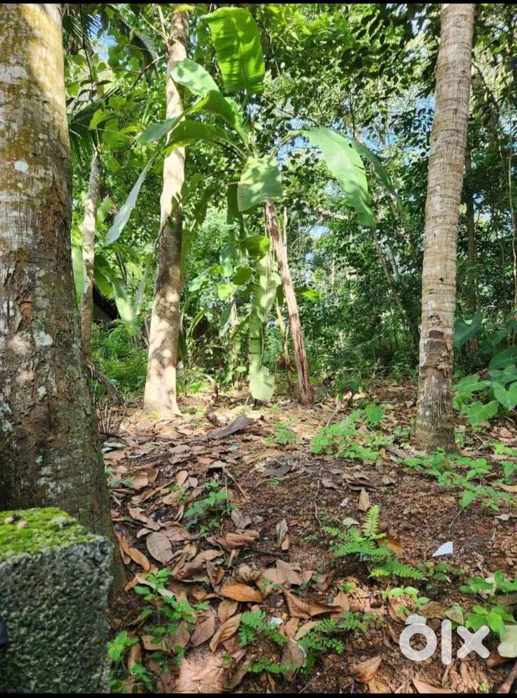 25 cents of land near tvm to nedumangad road