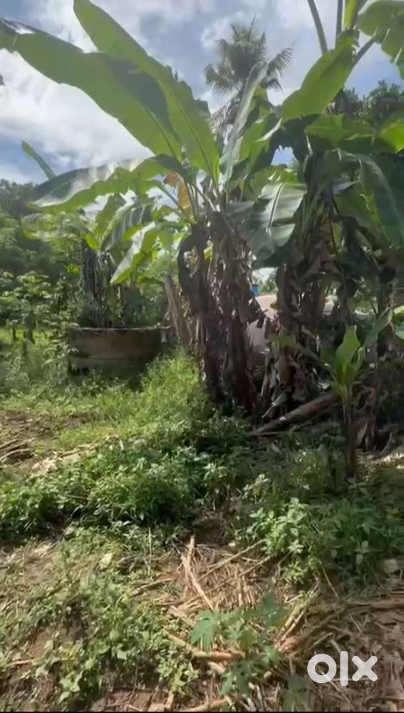 കിണറോടുകുടി 7 സെൻ്റ് സ്ഥലം  ചെറിയ വിലയിൽ